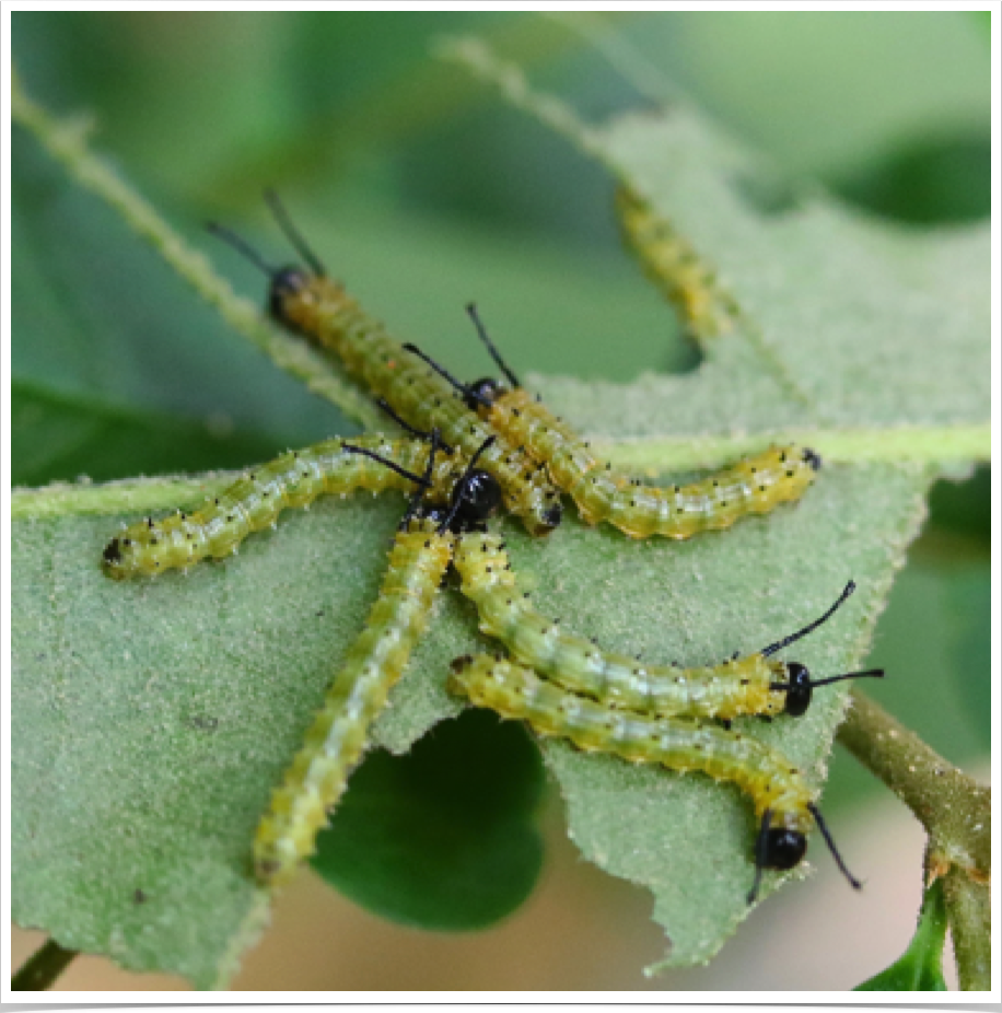 Anisota peigleri
Peigler's Oakworm (early instar)
Pickens County, Alabama Anisota peigleri
Peigler's Oakworm (early instar)
Pickens County, Alabama